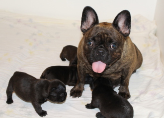 25 Best Images French Bulldog Breeders New England / News, Club & Show, - FRENCH BULLDOG CLUB OF ENGLAND